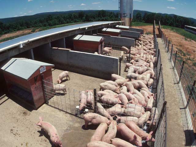 While there are currently no vaccines available to fight porcine epidemic diarrhea virus, hog farmers can improve sanitation and biosecurity methods to lower the chances of their animals contracting the disease. (DTN file photo)
